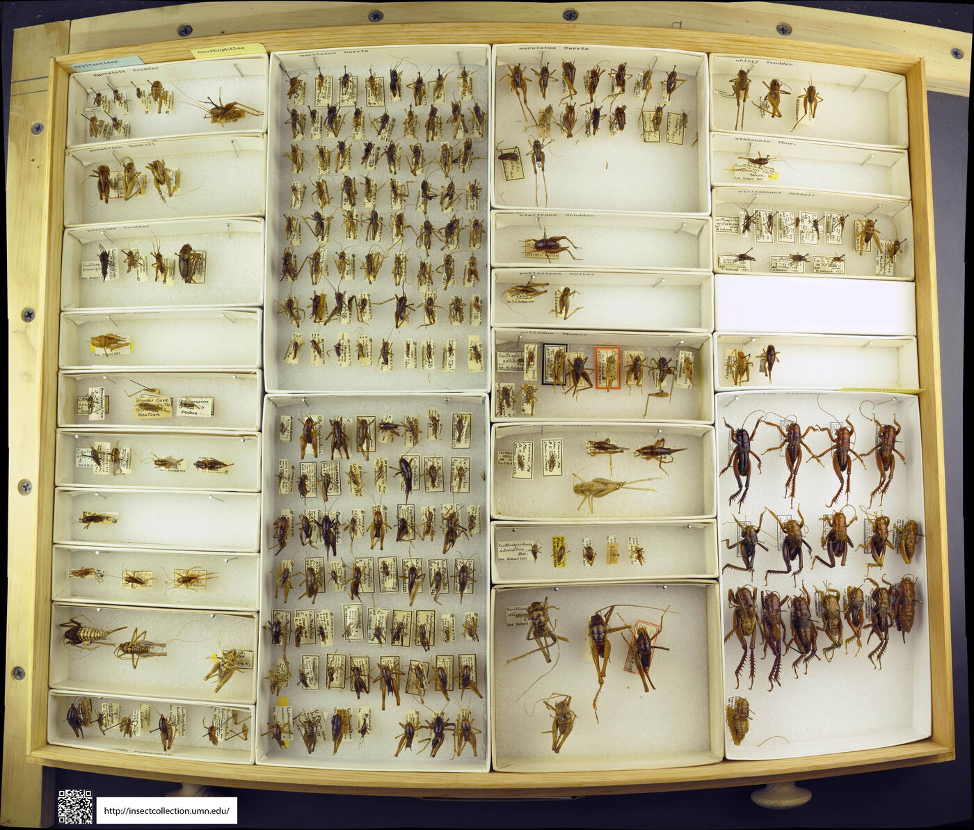 Ceuthophilus divergens image