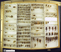 Media resource of Ceuthophilus agassizii