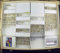 Media resource of Wesmaelius involutus