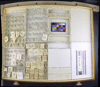 Media resource of Bittacomorpha clavipes