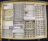 Media resource of Sophona greenfieldi