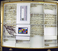 Media resource of Pachynematus aurantiacus