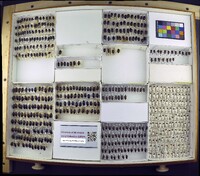 Media resource of Ilybius picipes