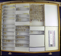 Media resource of Cryptoserphus dilatus