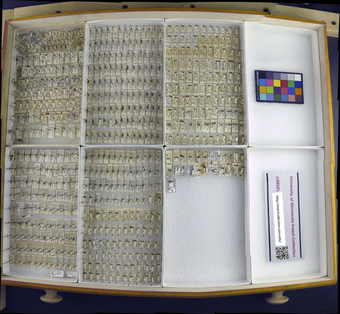 Proctotrupidae image