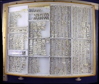 Media resource of Saldula fernaldi