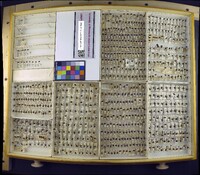 Media resource of Laccophilus maculosus