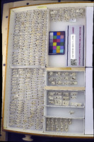 Media resource of Saldula pallipes