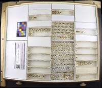 Media resource of Laccophilus proximus