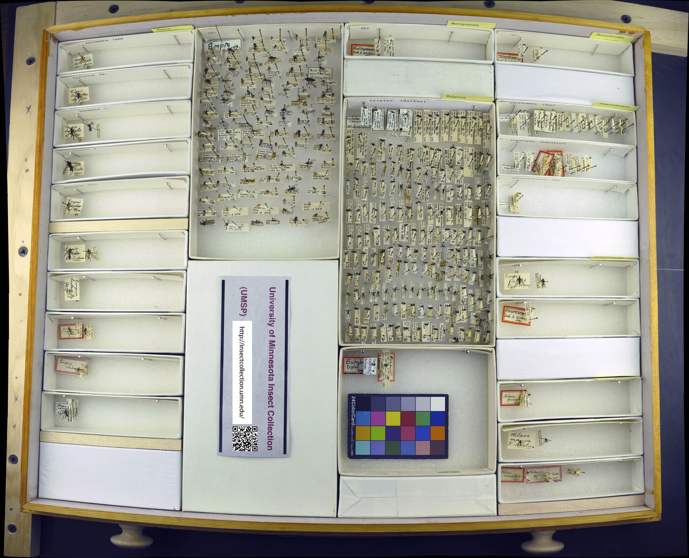 Empis bilineata image