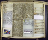 Media resource of Platypalpus aequalis