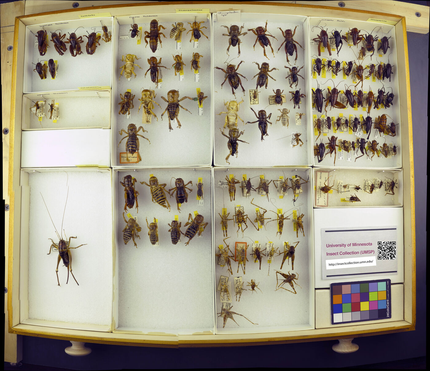 Udeopsylla robusta image