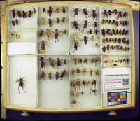 Media resource of Euhadenoecus puteanus