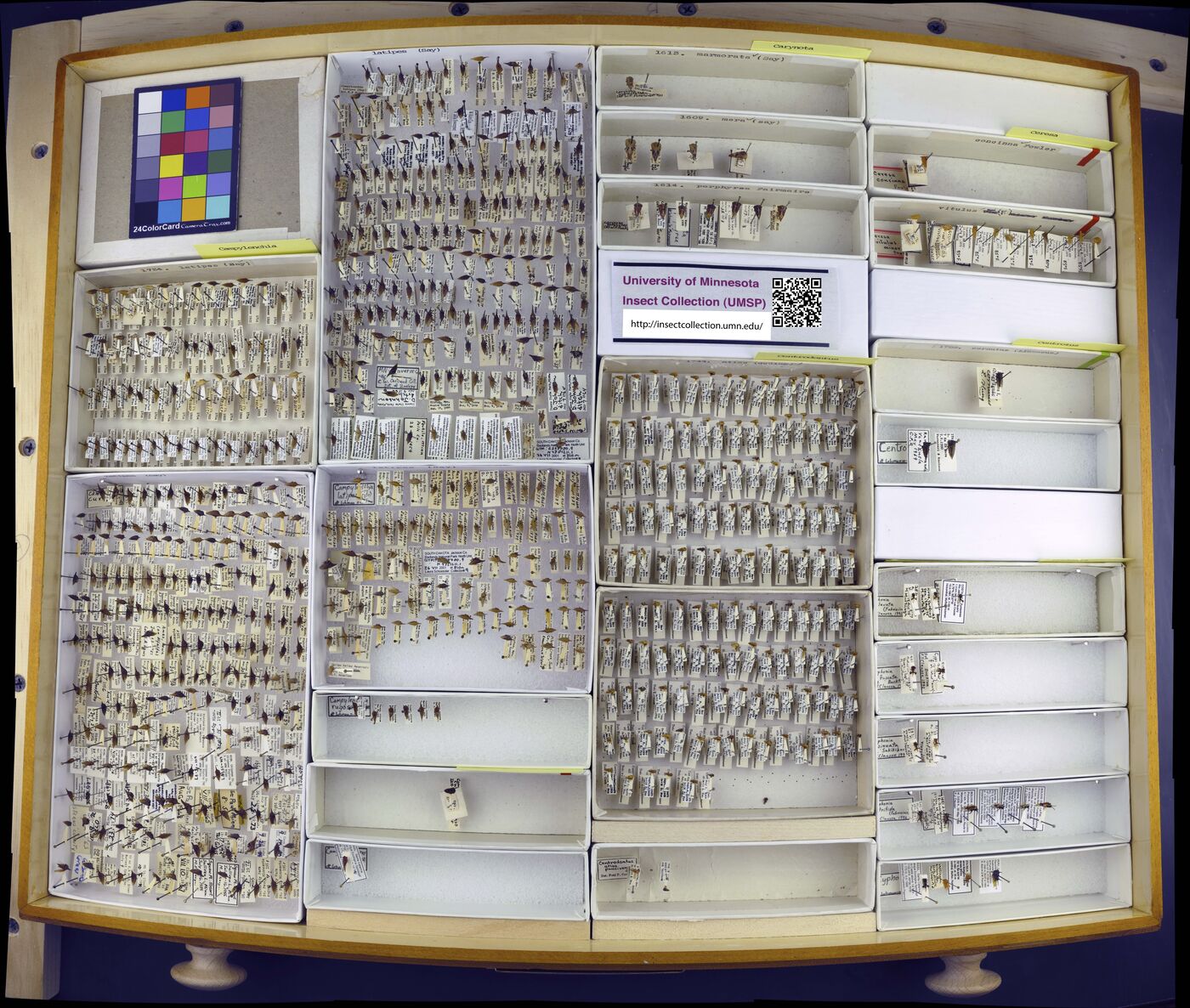 Centrodontus atlas image