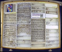 Media resource of Centrodontus atlas