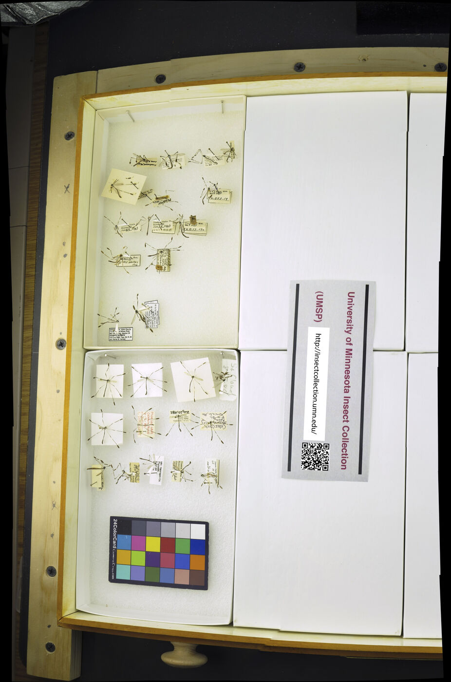 Ptychopteridae image