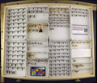 Media resource of Synanthedon exitiosa