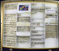 Media resource of Phrontosoma belfragei