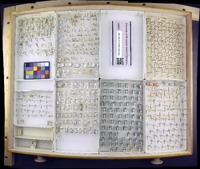 Media resource of Hydrometra australis