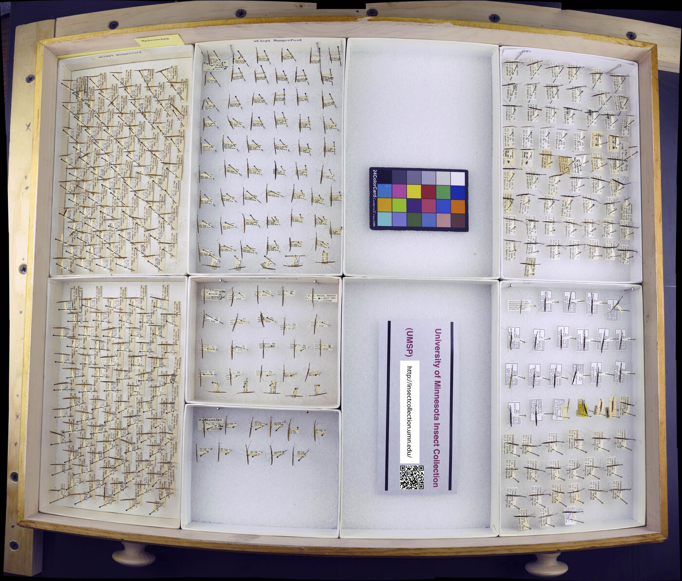 Hydrometra wileyae image