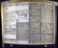 Media resource of Aellopus atratus