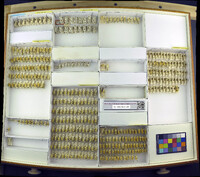 Media resource of Amphibolips nubilipennis