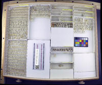 Media resource of Blissus leucopterus