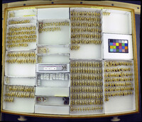 Media resource of Diplolepis eglantariae