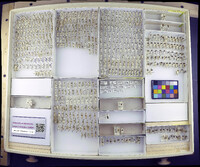 Media resource of Emblethis griseus