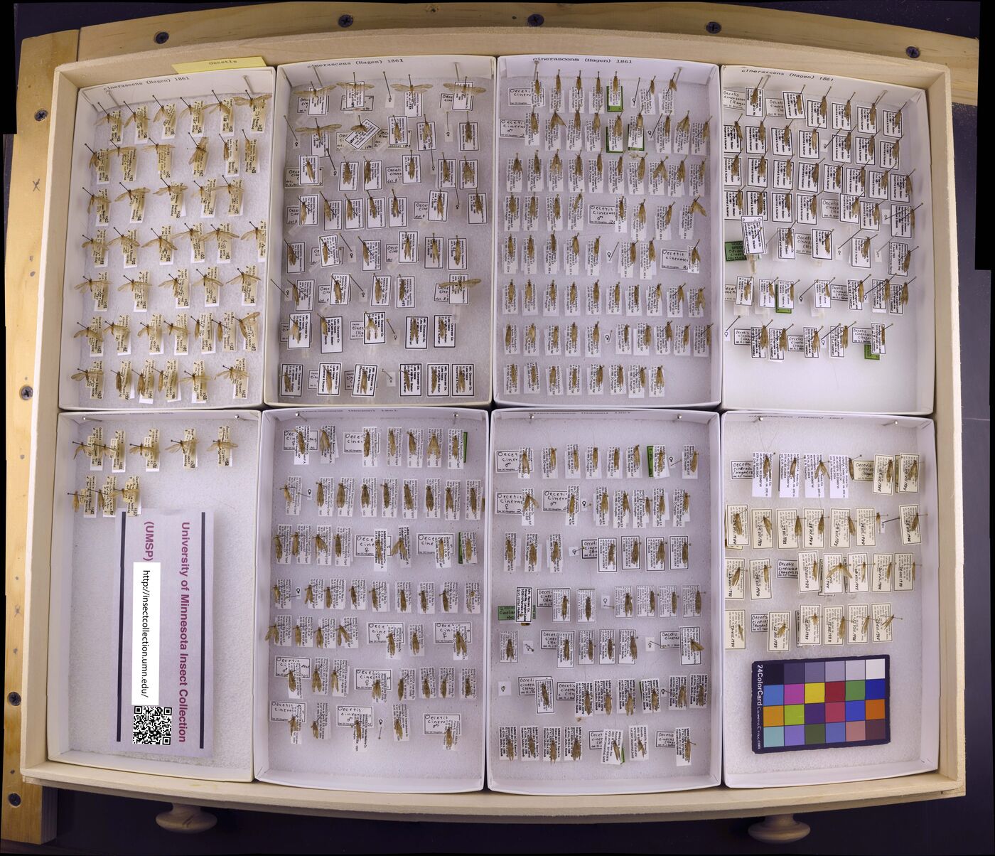 Oecetis cinerascens image