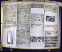 Media resource of Ligyrocoris diffusus