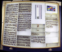 Media resource of Lygaeus kalmii