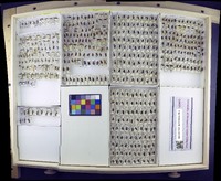 Media resource of Myodocha longicollis