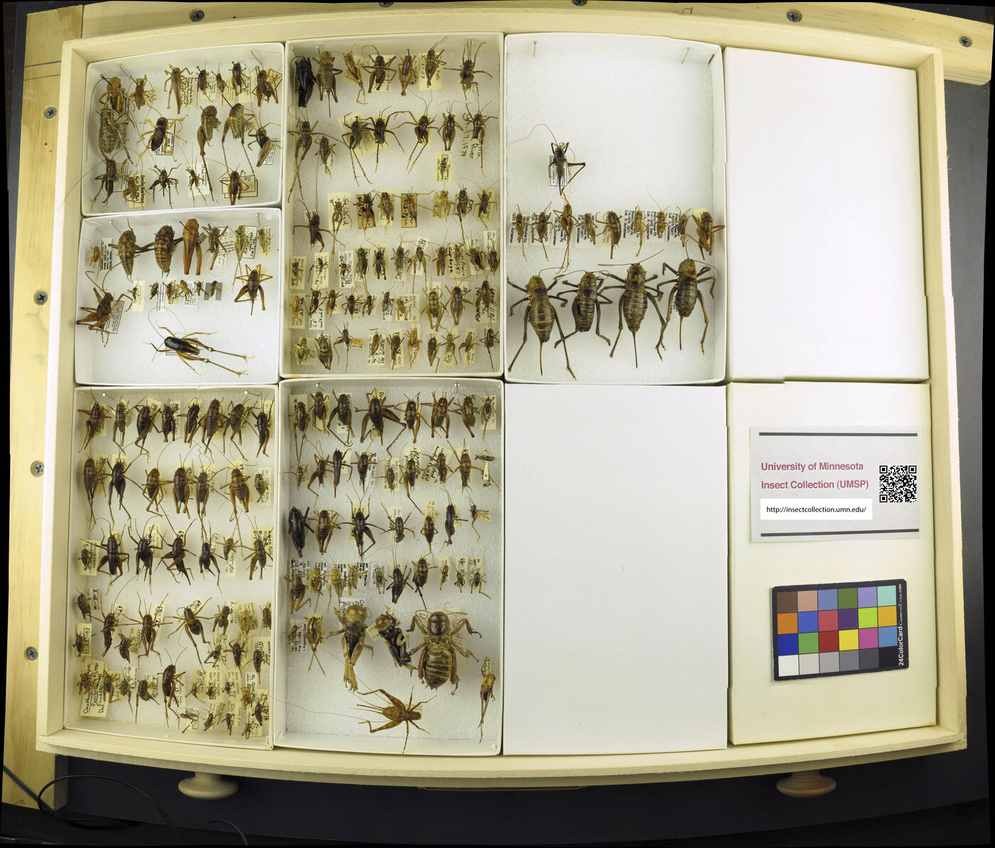 Gryllacrididae image