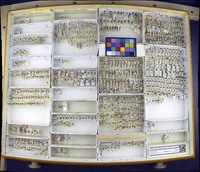 Media resource of Cyrtolobus acutus