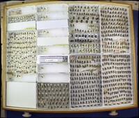 Media resource of Priophorus infuscatus