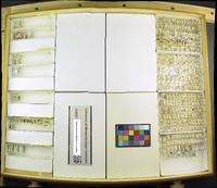 Media resource of Cephalonomia tarsalis