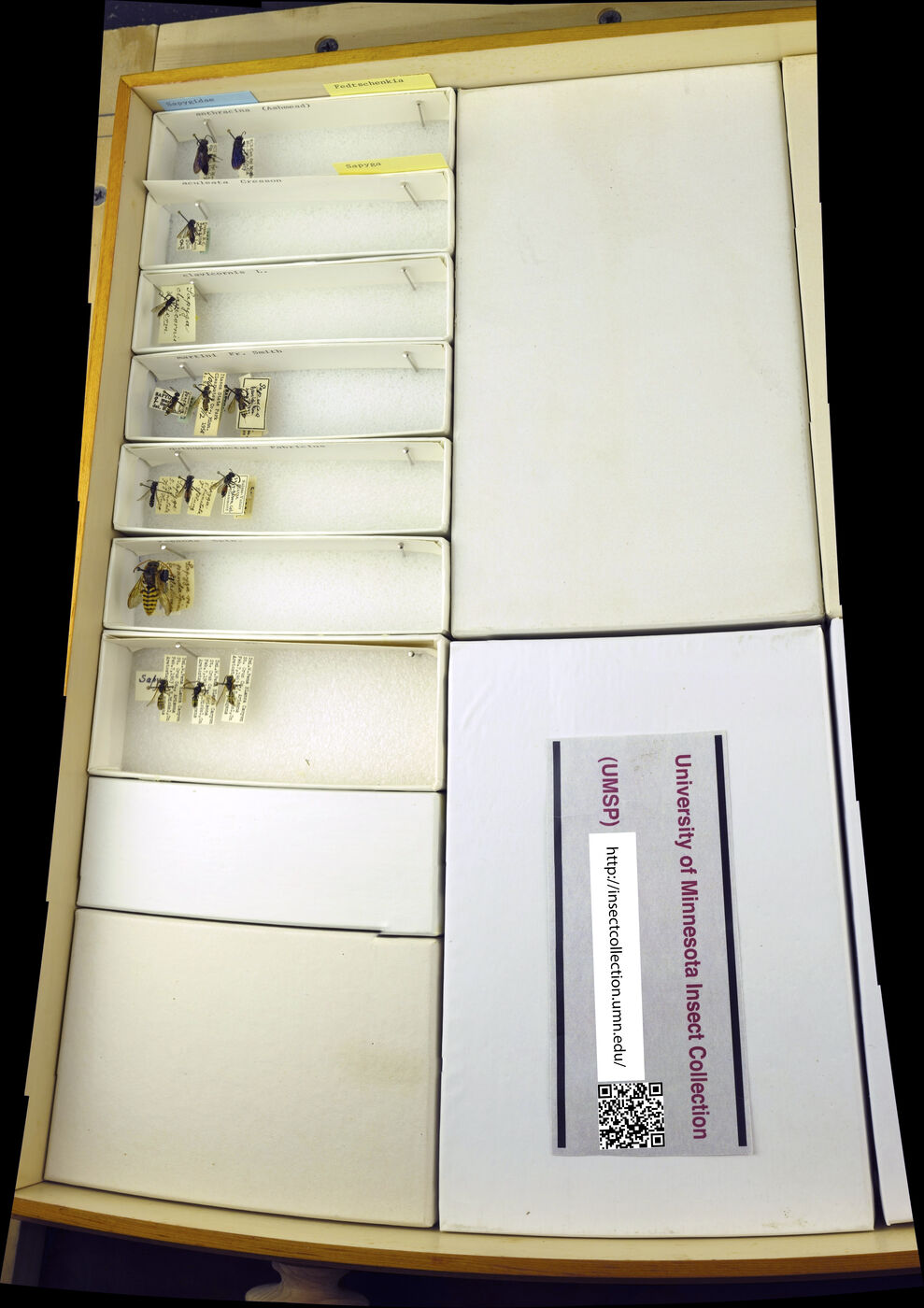 Fedtschenkia anthracina image