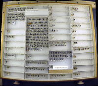 Media resource of Ceratochrysis declinis