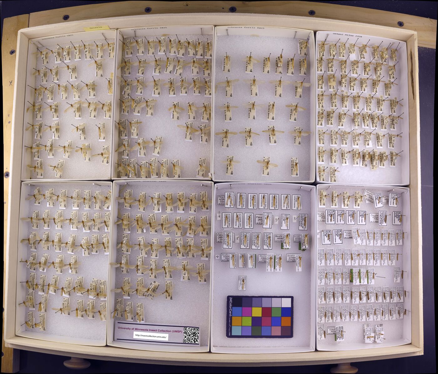 Oecetis ochracea image