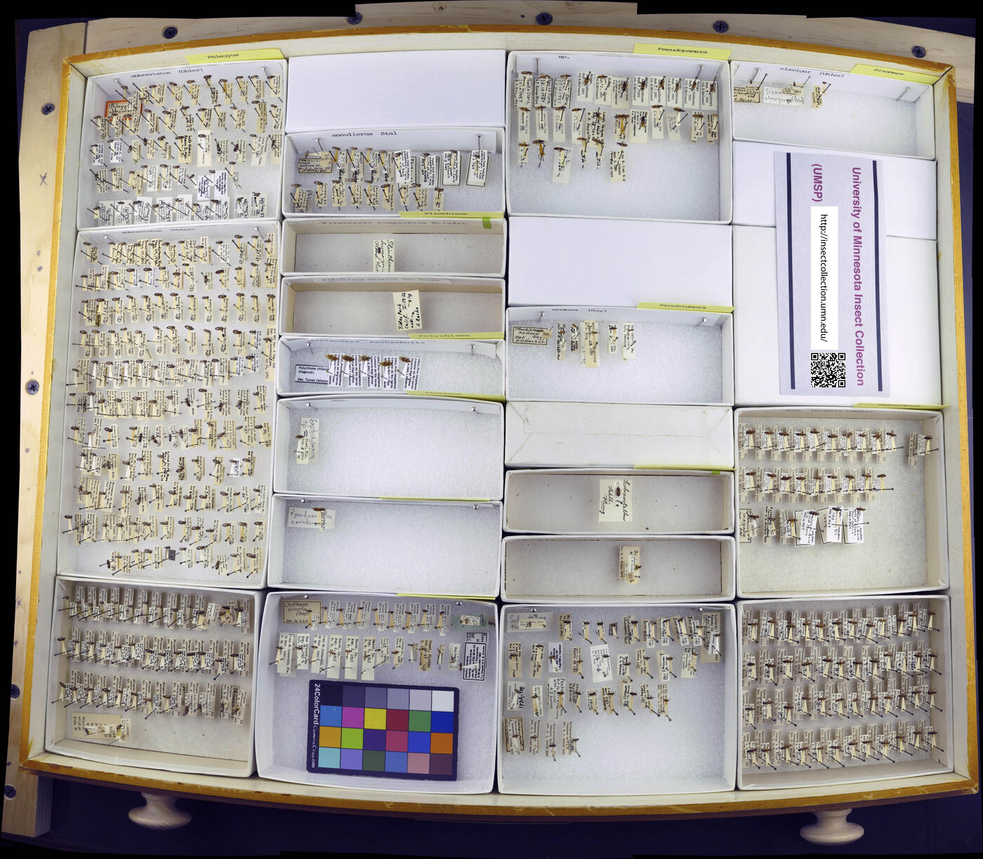 Pachygronthidae image