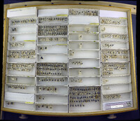 Media resource of Elampus hyalinus