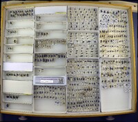 Media resource of Parnopes chrysoprasinus