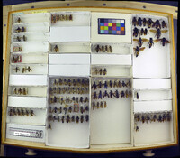 Media resource of Campsomeris plumipes