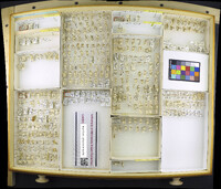 Media resource of Berytinus minor