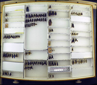 Media resource of Scolia dubia