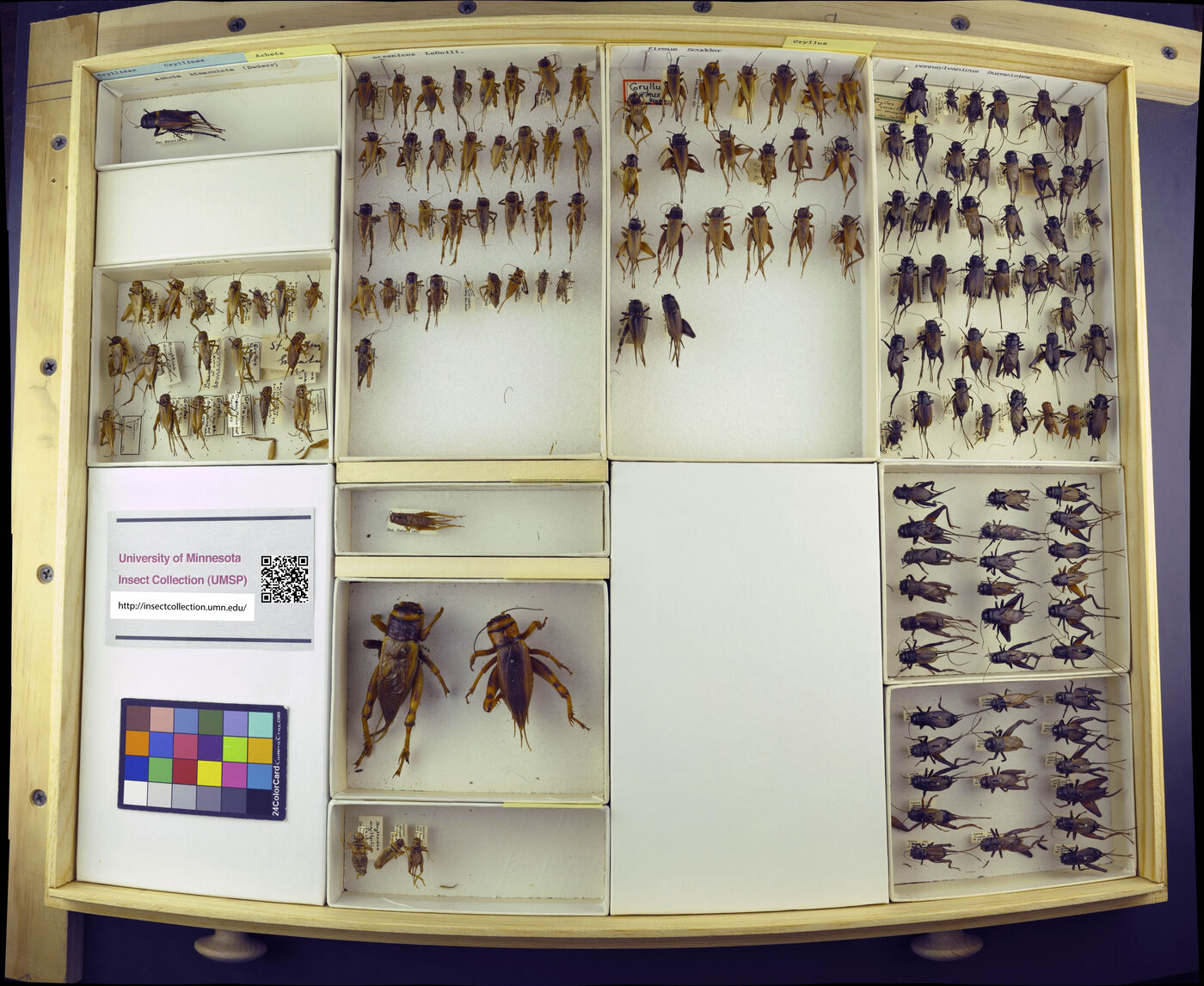 Gryllus firmus image