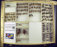 Media resource of Gryllus bimaculatus