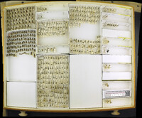 Media resource of Pseudodineura parva