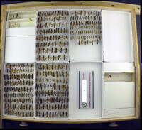 Media resource of Myzinum spilonota